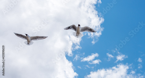 Black Headed Seagulls Flying at the Seaside