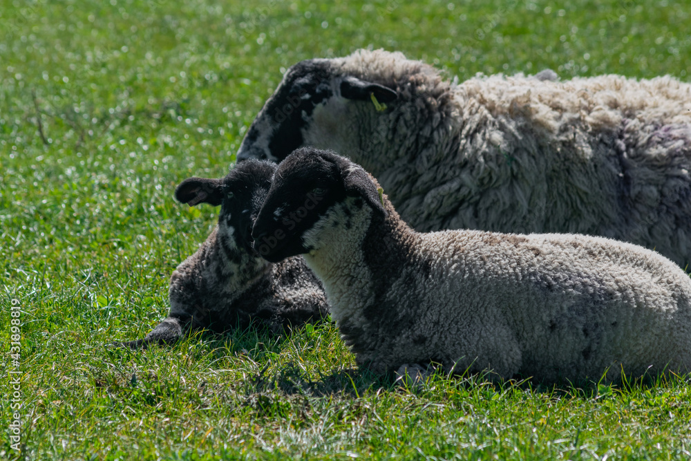 Free range sheep family resting on a british grassland in sunny day. Sheep and two young lambs sitting together calmly Free range sheep family resting on a british grassland in sunny day. Sheep and two young lambs sitting together calmly