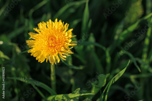 Wallpaper Mural Beautiful flowers of yellow dandelions growing on the green meadow in sunny warm summer or spring day. Natural floral yellow background. Beauty of nature. Dandelion flower in sunlight. Selective focus Torontodigital.ca