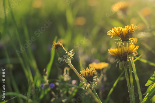 Beautiful flowers of yellow dandelions growing on the green meadow in sunny warm summer or spring day. Natural floral yellow background. Beauty of nature. Dandelion flower in sunlight. Selective focus © Татьяна