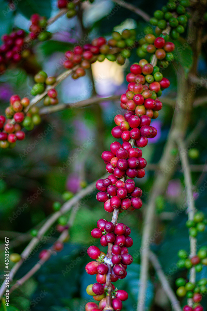 Closeup of coffee beans fruit on tree in farm Closeup of coffee beans fruit on tree in farm