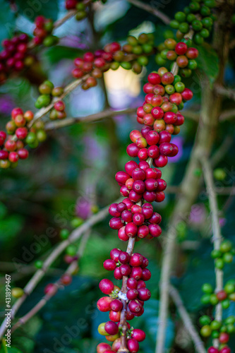 Closeup of coffee beans fruit on tree in farm