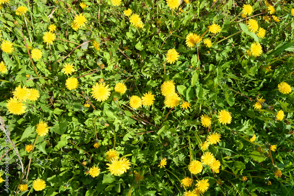 Yellow dandelions in the park