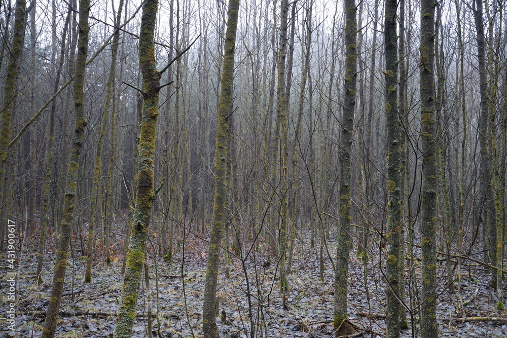 Obraz premium forest