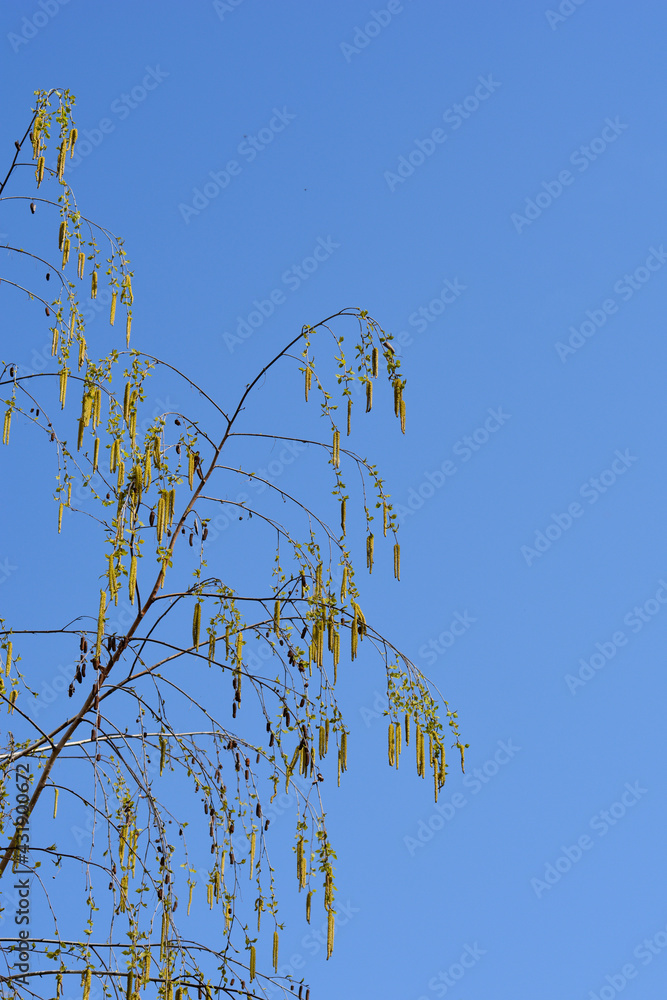 Obraz premium Common birch