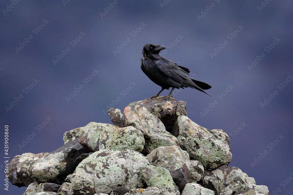 Fototapeta premium Raven, foggy day. Black raven sitting on the stone. Stone with lichen and black bird. Raven on the rock. Wildlife scene from nature. Bird with big bill.