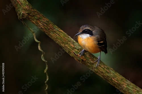 Black-faced Antbird, Myrmoborus myotherinus,bird in the nature forest habitat, Sumaco, Ecuador. Fire-eye sitting on the branch in tropic mountain forest, wildlife Ecuador. photo