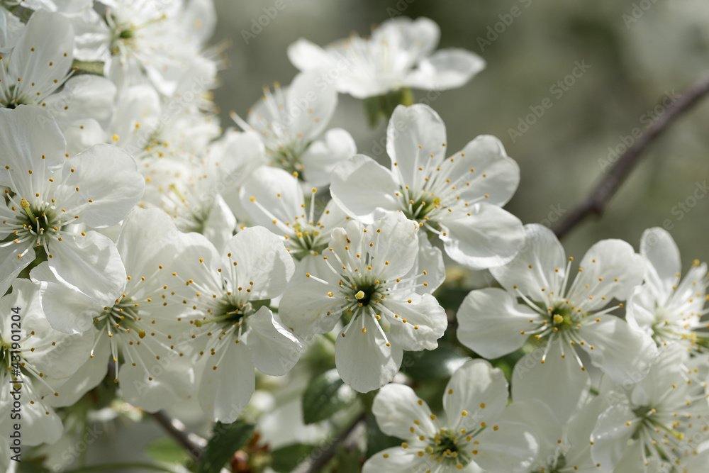 White flowers of cherry tree in orchard in spring White flowers of cherry tree in orchard in spring