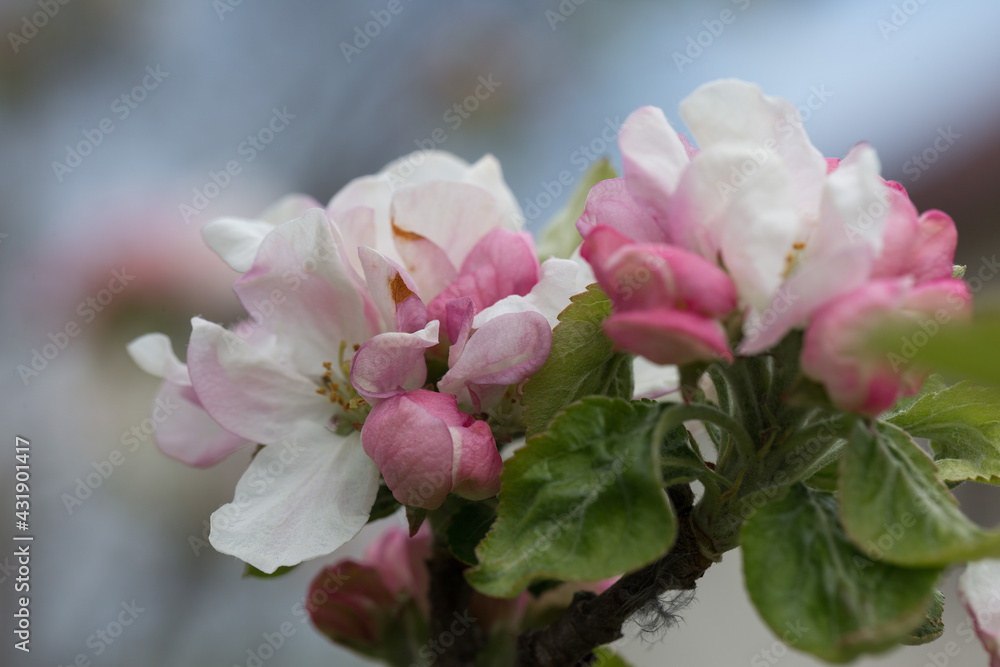 Blooming pink apple orchard in spring. А branch with flowers of a blossoming apple tree.