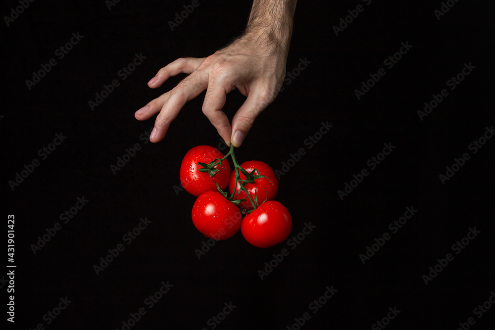 Tomatoes on a black background. Hand holds tomatoes on a dark background. Ripe fresh vegetables. Tomatoes on a black background. Hand holds tomatoes on a dark background. Ripe fresh vegetables.