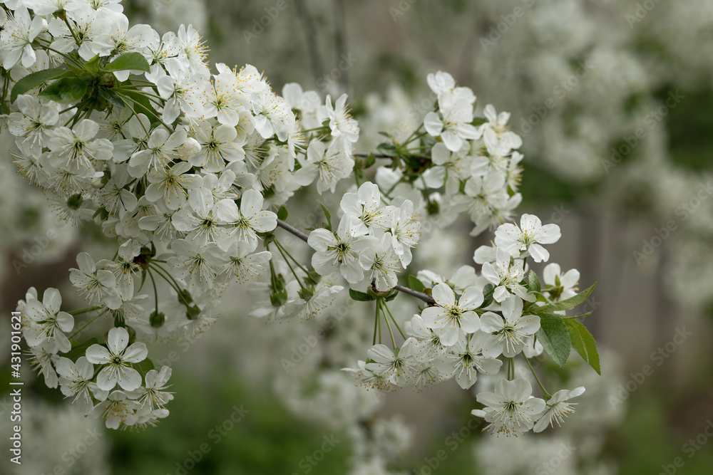 Fototapeta premium White flowers of cherry tree in orchard in spring