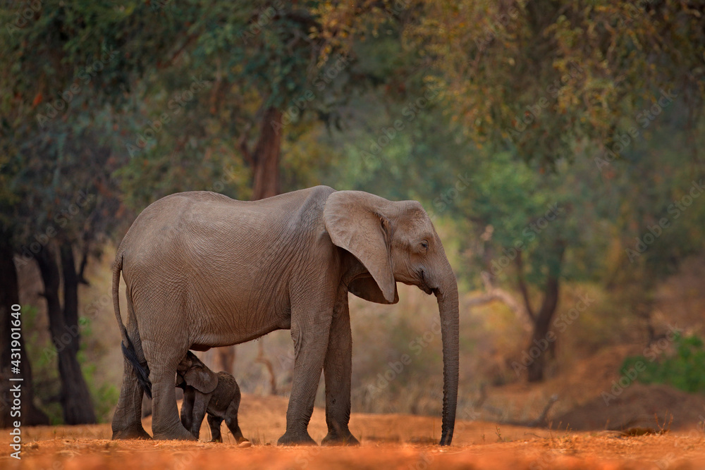 Fototapeta premium Elephant with young baby. Elephant at Mana Pools NP, Zimbabwe in Africa. Big animal in the old forest, evening light, sun set. Magic wildlife scene in nature. African elephant in beautiful habitat.