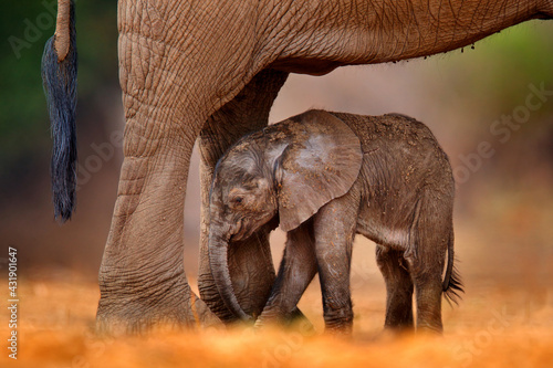 Photography Baby elephant sucking mother milk