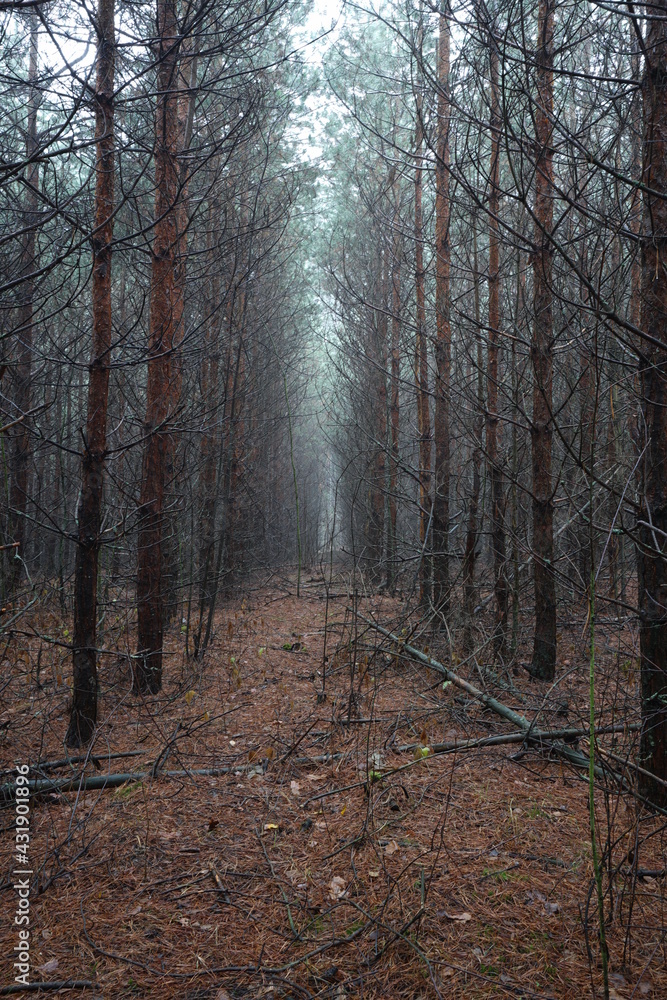 Obraz premium forest
