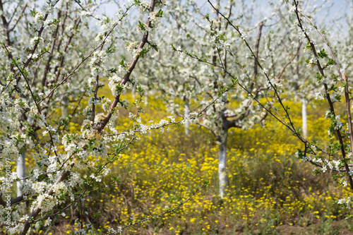 Blooming plum tree closeup. Spring white flowers.