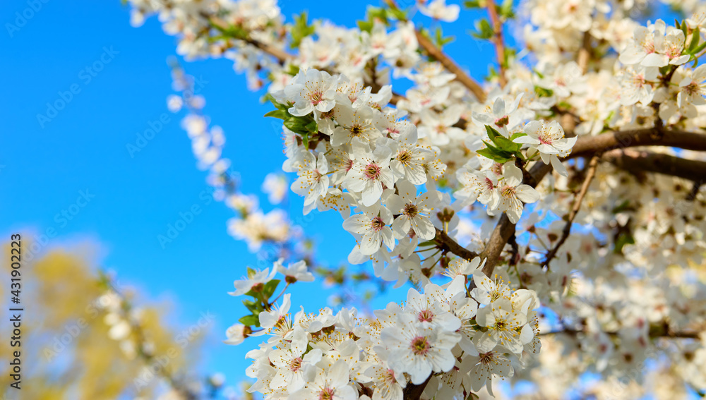 Blooming branches of cherry plum on a background of blue sky Blooming branches of cherry plum on a background of blue sky