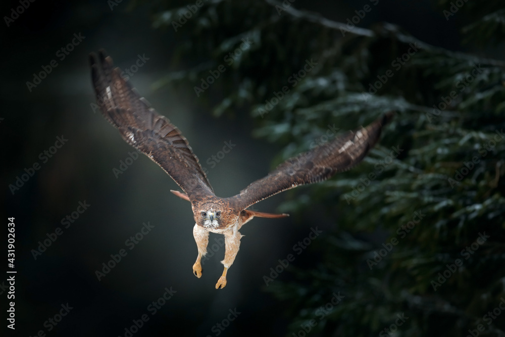 Obraz premium Flying bird of prey above the field meadow, Red-tailed hawk, Buteo jamaicensis, landing in the forest. Wildlife scene from nature.