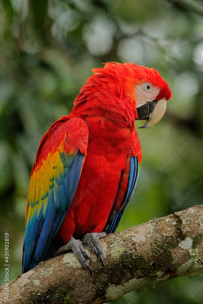 Red parrot Scarlet Macaw, Ara macao, bird sitting on the branch, Costa rica. Wildlife scene from tropical forest. Beautiful parrot on tree green tree in nature habitat.