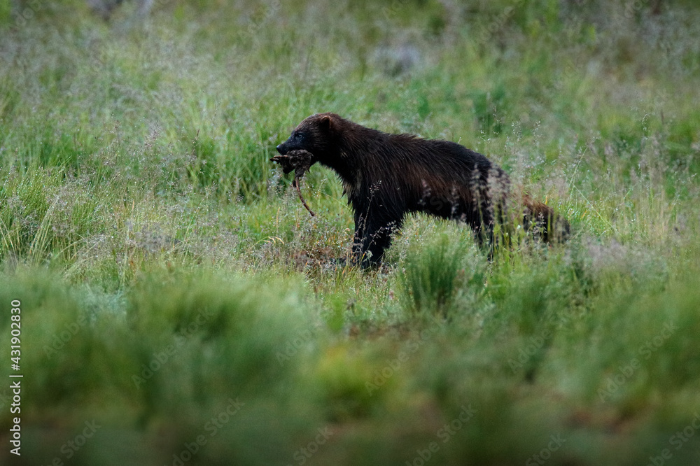 Wolverine running in Finnish taiga. Wildlife scene from nature. Rare animal from north of Europe. Wild wolverine in summer grass. Wildlife Europe. Wolverine running in Finnish taiga. Wildlife scene from nature. Rare animal from north of Europe. Wild wolverine in summer grass. Wildlife Europe.