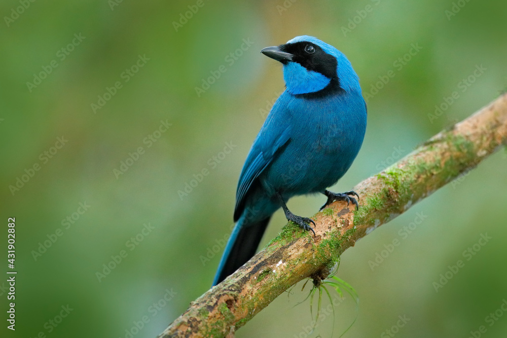 Turquoise jay, Cyanolyca turcosa, detail portrait of beautiful blue bird from tropic forest, Guango, Ecuador. Close-up bill portrait of jay in the dark tropic forest. Turquoise jay, Cyanolyca turcosa, detail portrait of beautiful blue bird from tropic forest, Guango, Ecuador. Close-up bill portrait of jay in the dark tropic forest.