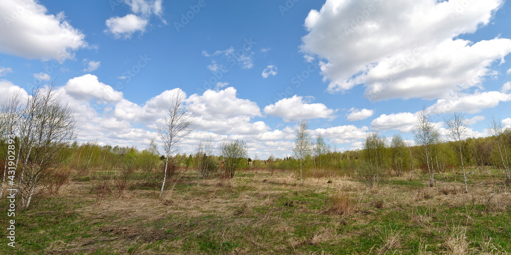 Spring walk through the forest, beautiful panorama. Spring walk through the forest, beautiful panorama.