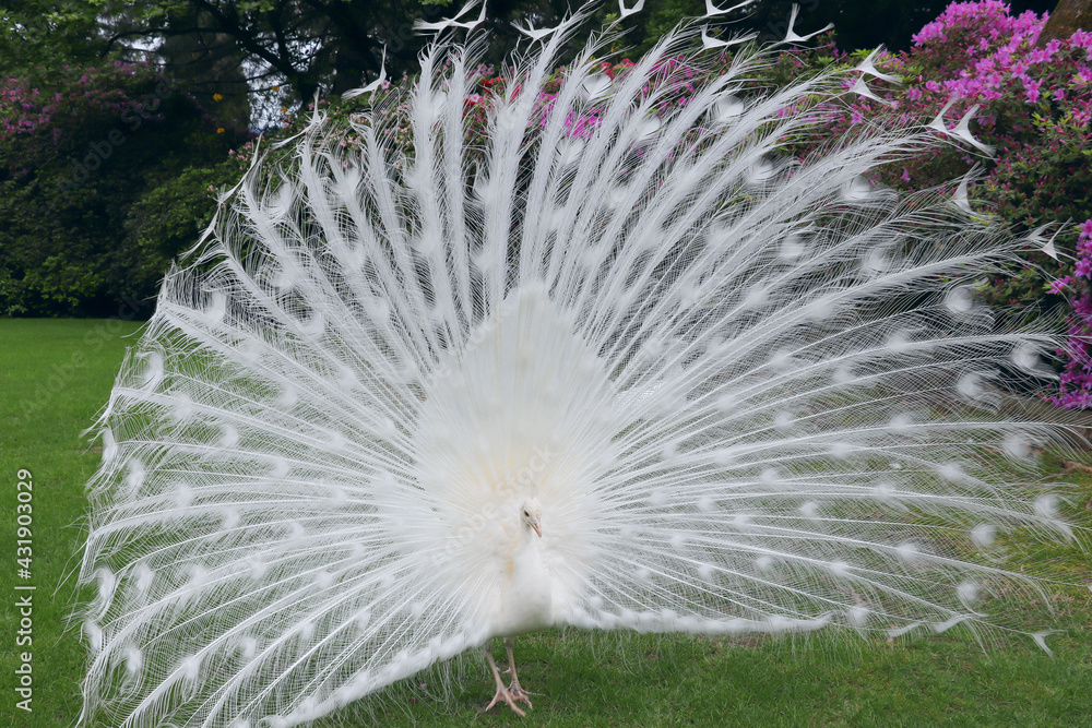 Obraz premium White peacock with its splendid open tail and beautiful feathers in the botanical garden of Isola Bella, Lake Maggiore, Italy, Europe