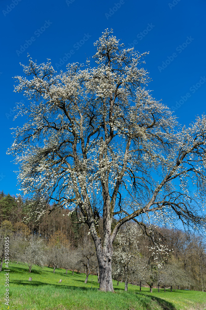 Blühender Mostbirnbaum bei Dörzbach Blühender Mostbirnbaum bei Dörzbach