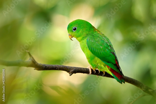 Blue-crowned hanging parrot  Loriculus galgulus  small mainly green parrot found  forest lowlands in southern Burma and Thailand in Asia. Green bird in the nature habitat.