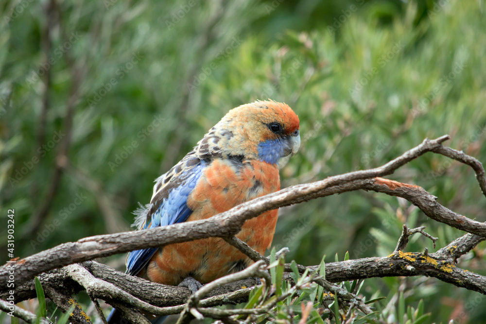this is a close up of an Adelaide rosella this is a close up of an Adelaide rosella
