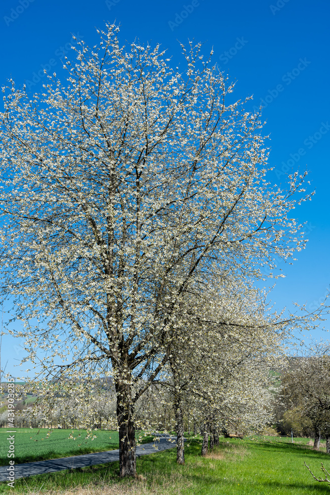 Blühende Kirschbäume bei Dörzbach Blühende Kirschbäume bei Dörzbach