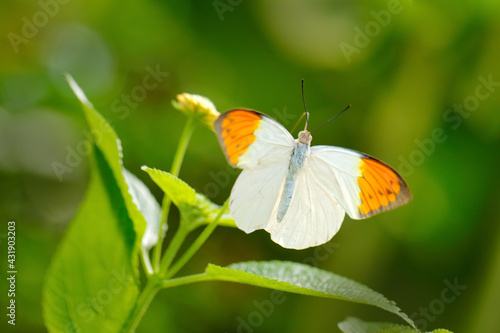 Hebomoia glaucippe, great orange-tip, butterfly belonging to the family Pieridae. White orange butterffly sitting on the green leaves. Insect in the nature habitat, Java, Indonesia.