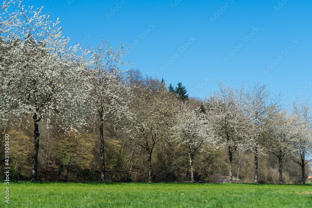 Blühende Kirschbäume bei Dörzbach