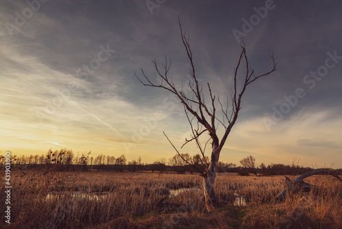 beautiful sunset over the valley of the Bystrzyca river, wonderful, scary dead trees by the river in the Lublin voivodeship in Poland © RafalDlugosz