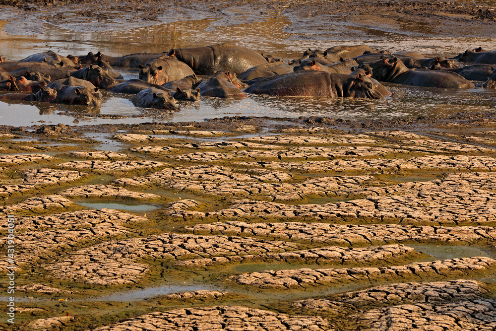 Fototapeta premium Dry lake, Mana Pools NP, Zimbabwe. Hot season in Africa. Dry summer landscape with blue sky and white clouds, White grey muddy clay lake. Summer without water. Traveling in hot Africa nature.