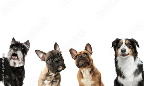 Fototapeta Naklejka Na Ścianę i Meble -  Close-up four cute dogs different breeds posing isolated over white studio background. Collage