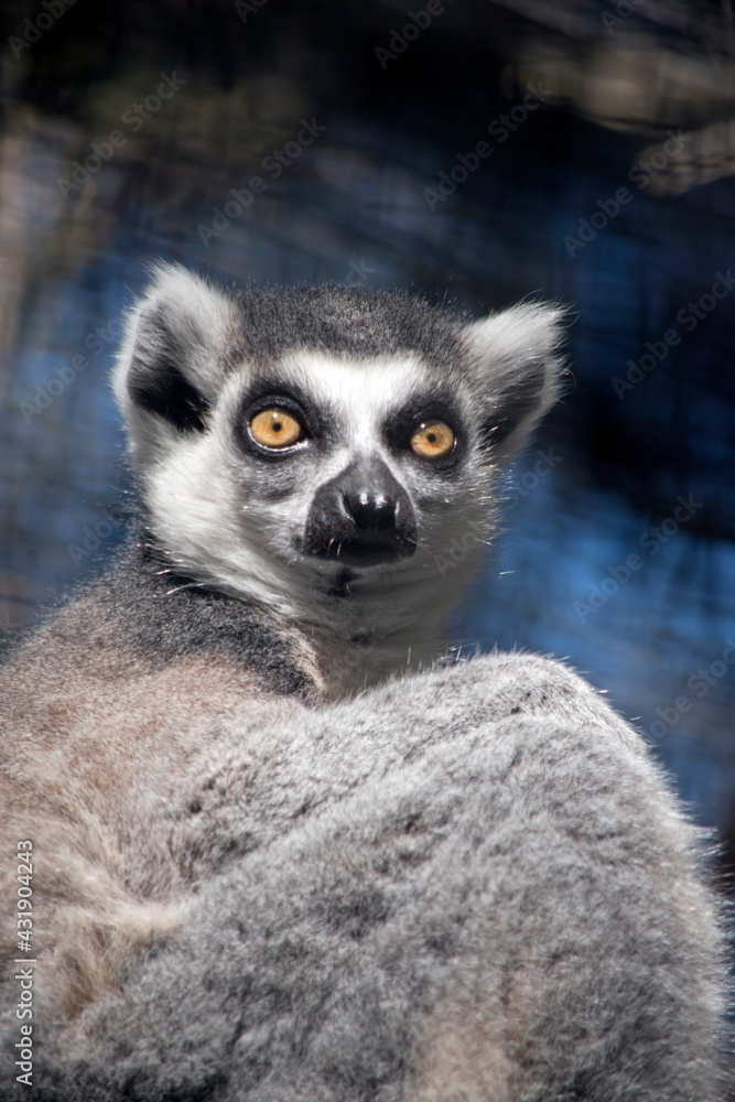 Fototapeta premium the ring tailed lemur is sitting resting