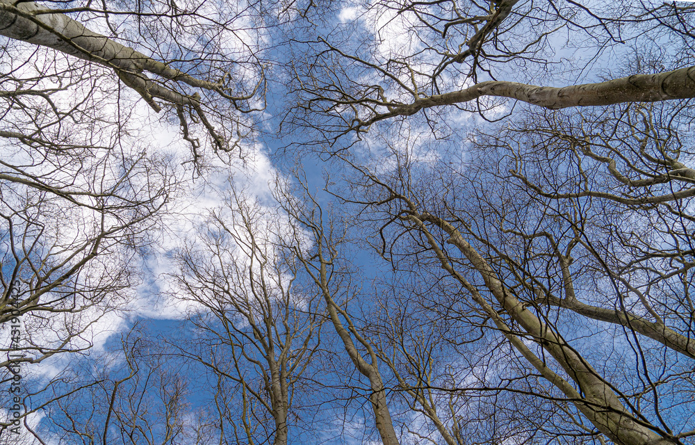 Up Tree view of beech tree against blue sky for natural layer nature texture backdrop wallpaper showing branches and twigs Silhouetted against bright sky. Up Tree view of beech tree against blue sky for natural layer nature texture backdrop wallpaper showing branches and twigs Silhouetted against bright sky.
