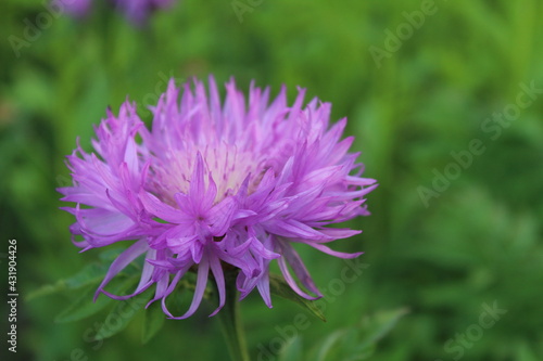 The flower of the asters is lilac-colored against the green grass close-up. View from above Aster bush. Centaurea Dealbata