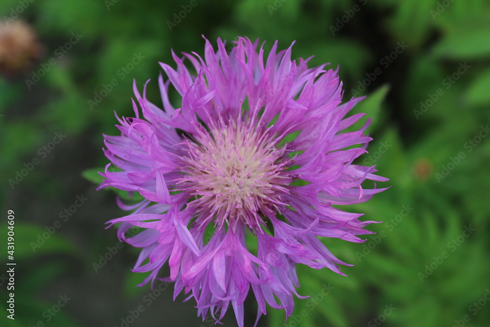 The flower of the asters is lilac-colored against the green grass close-up. View from above Aster bush. Centaurea Dealbata The flower of the asters is lilac-colored against the green grass close-up. View from above Aster bush. Centaurea Dealbata