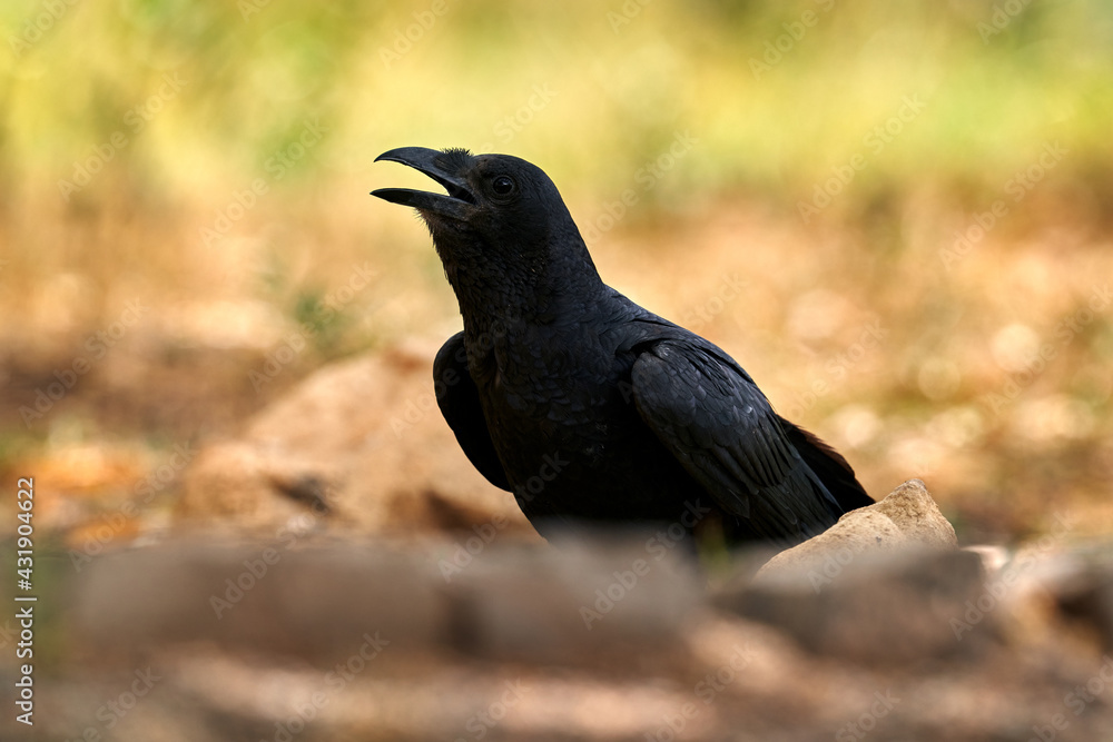 Fototapeta premium Fan-tailed Raven, Corvus rhipidurus, big black bird in the nature habitat, Lake Awassa in Ethiopia. Raven sitting on the gravel road with open bill, sunny hot day in Africa.