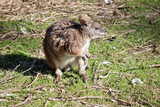 the tammar wallaby is a small marsupial