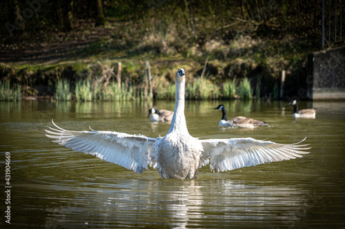 Young Mute Swan Cygnet with Grey and White Feathers washing in lake pond with wings fully extended into cross crucifix flyng vee shape