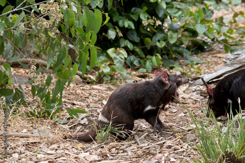 the Tasmanian Devil has sharp teeth © susan flashman