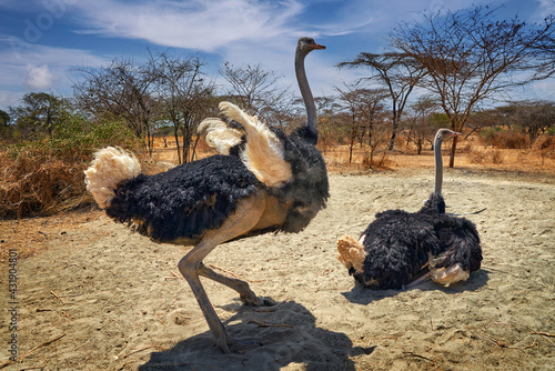 Somali ostrich, Struthio molybdophanes, two big bird in the nature habitat, sunny hot day. Ostrich wide angle with dry forest, Abijata-Shalla Lakes NP, Ethiopia in east Africa. Wildlife nature. photo