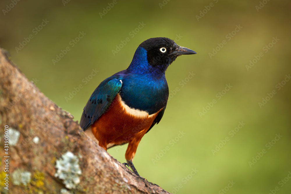 Fototapeta premium Superb Starling, Lamprotornis superbus, sitting on the tree branch in the nature habitat. Beautiful shiny bird in the green forest, Ethiopia in Africa. Starling in the green tropic forest, Simien NP.