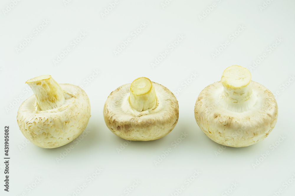 mushrooms mushrooms on a white isolated background close up mushrooms mushrooms on a white isolated background close up