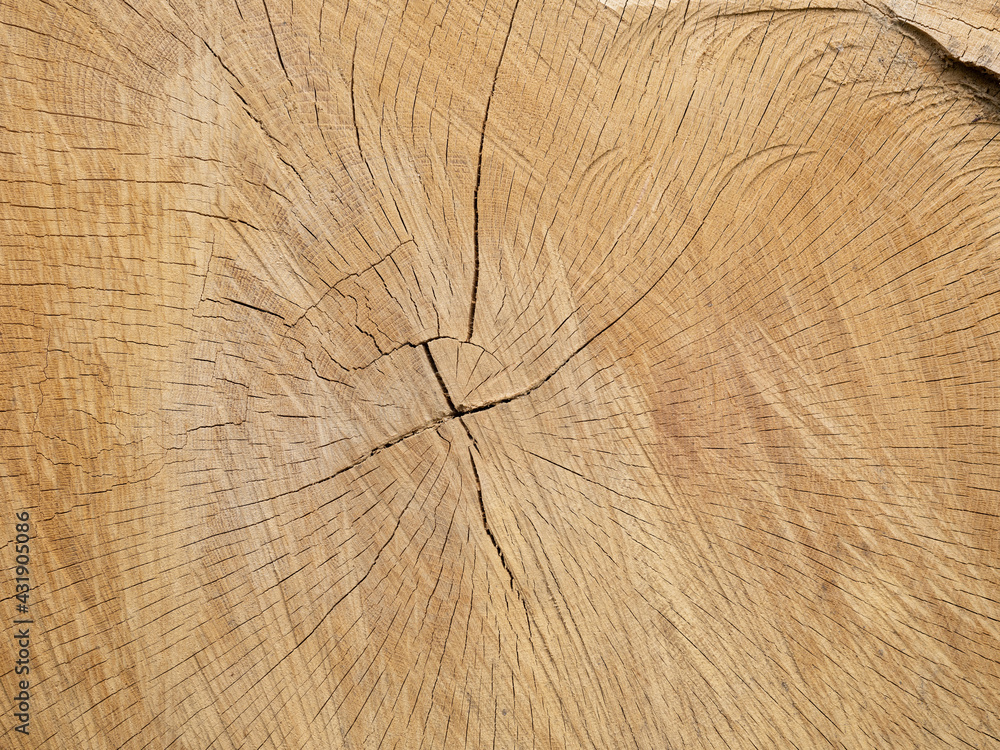 Fototapeta premium Une matière de bois de chêne coupé en forêt