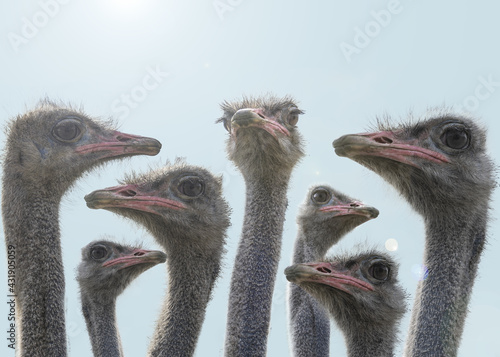 A herd of ostriches