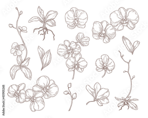 Orchid flowers and leaves engraved illustrations set. Hand drawn sketch of beautiful plant, blossoms, buds isolated on white background. Nature, flower, tattoo, botany, garden concept