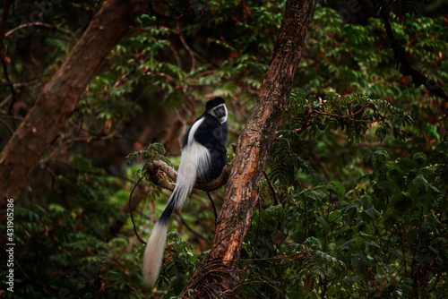 Black-and-white colobus monkey from Harenna Forest, Bale Mountains NP, in Ethiopia. Monkey animal from east Africa. Animal dark forest tree habitat. Wildlife nature from Ethiopia. Mantled guereza.